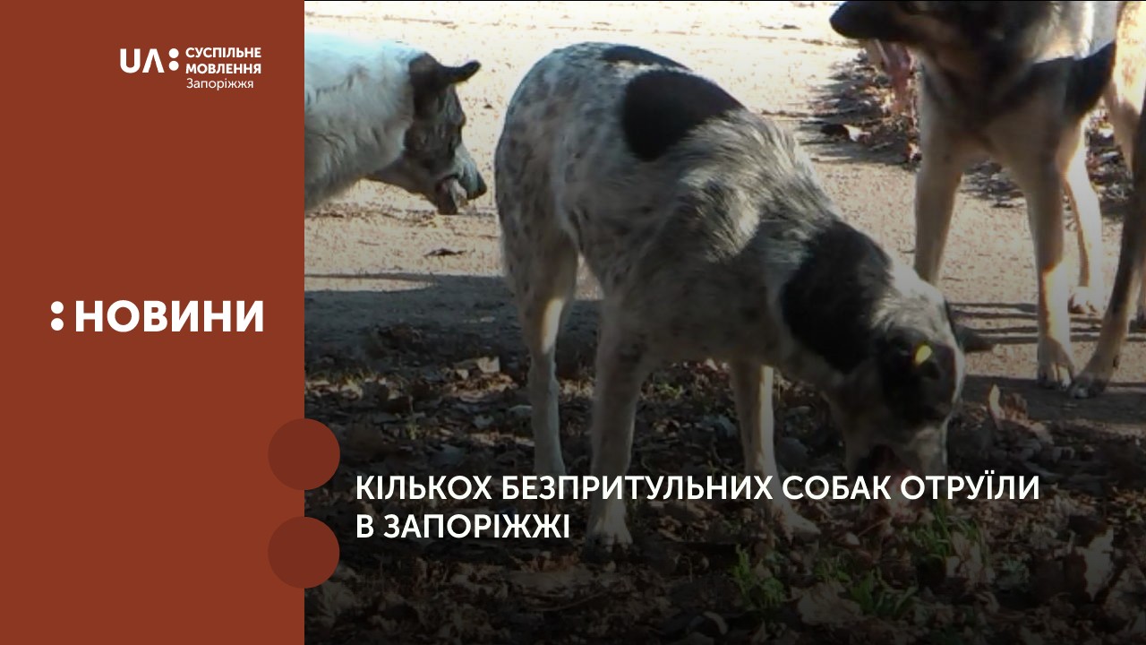 Кількох безпритульних собак отруїли в Запоріжжі 